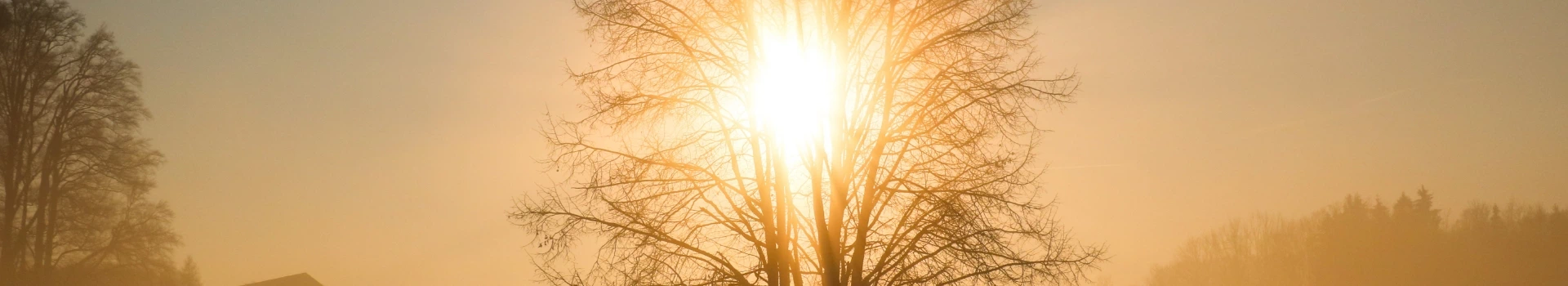 banner - wschód słońca na tle drzewa